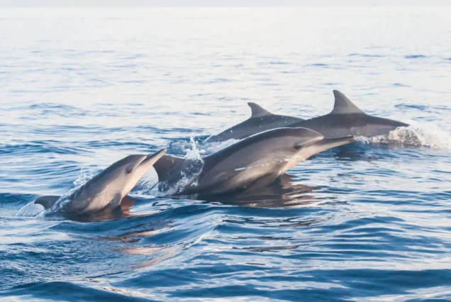 Lovina Dolphin Tour